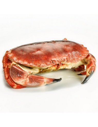 [ENT-8413503502124] Buey de mar 600/800g.